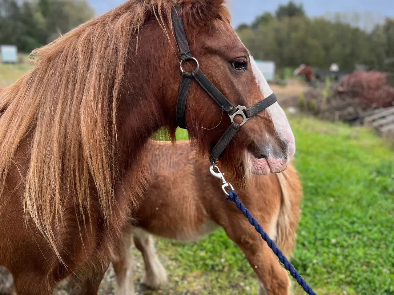 Billede 4 - Irish cob 3 for 1 pris 