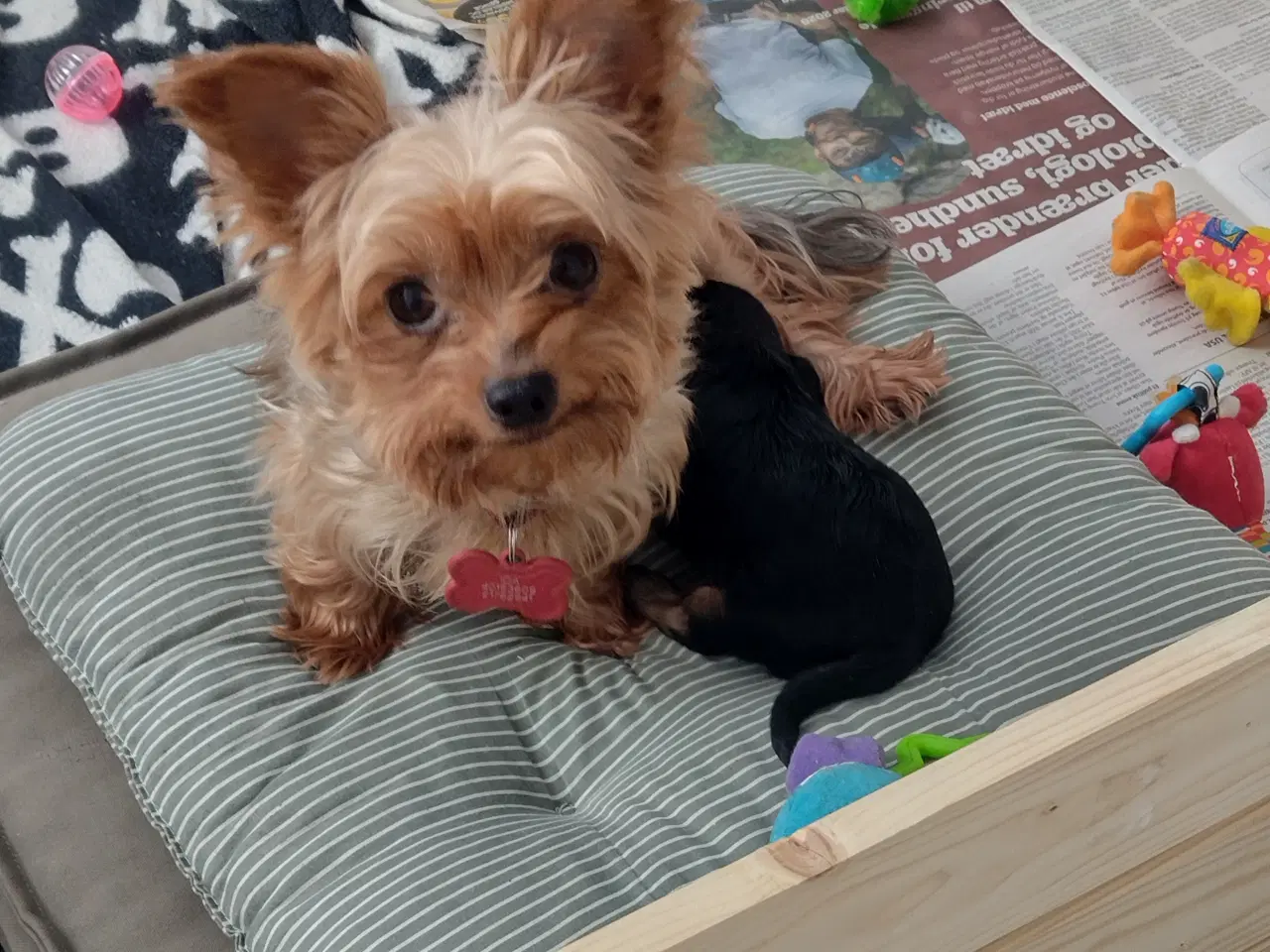 Billede 11 - Yorkshire Terrier hvalp, pige 8 uger