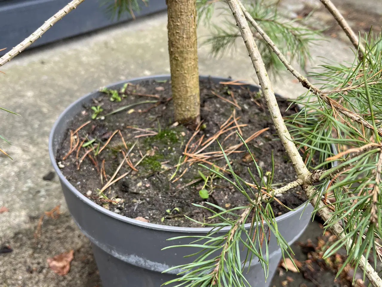 Billede 3 - Skovfyr 120-130cm (pottegroet)