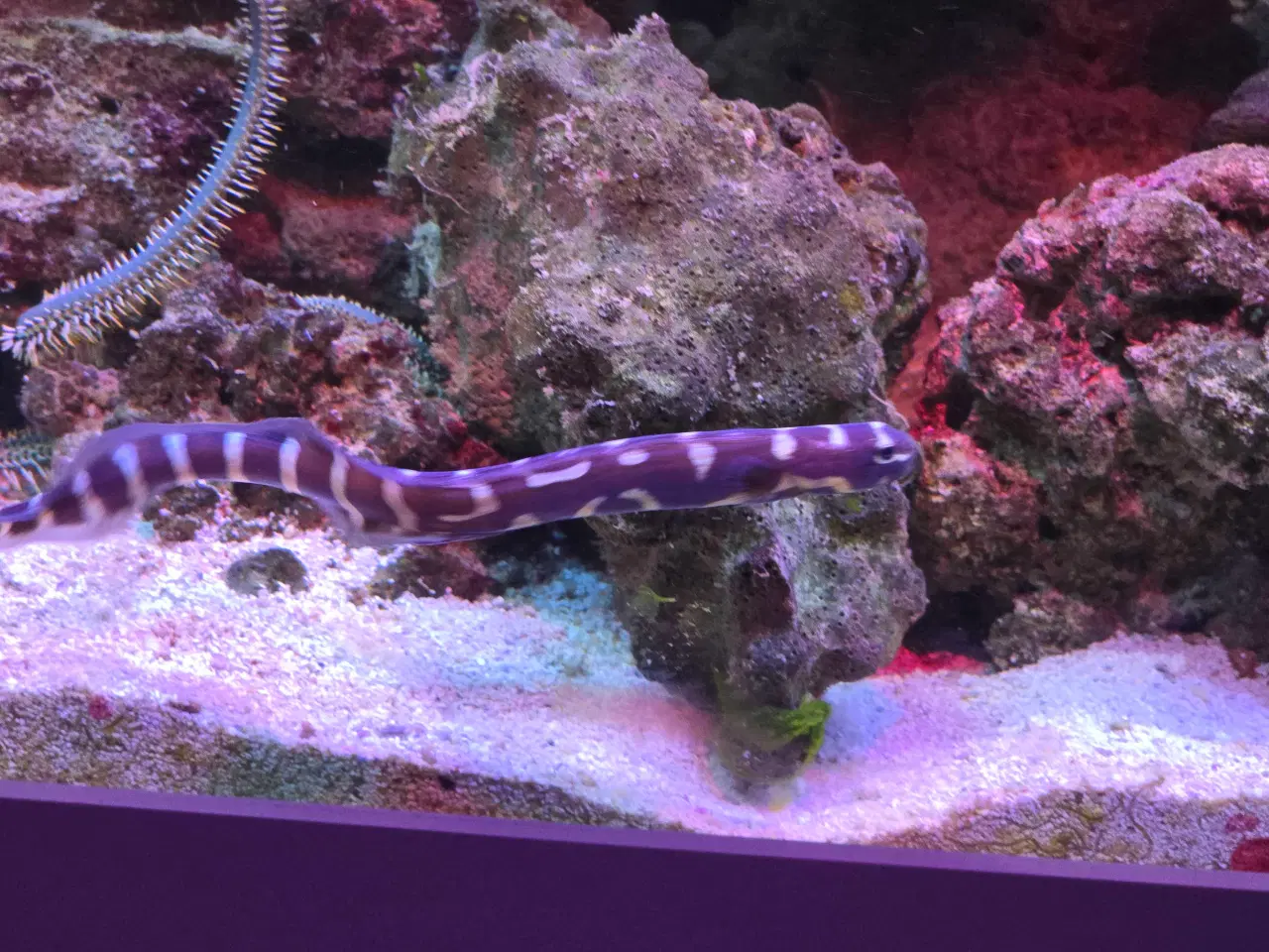 Billede 12 - 450l saltvands akvarium