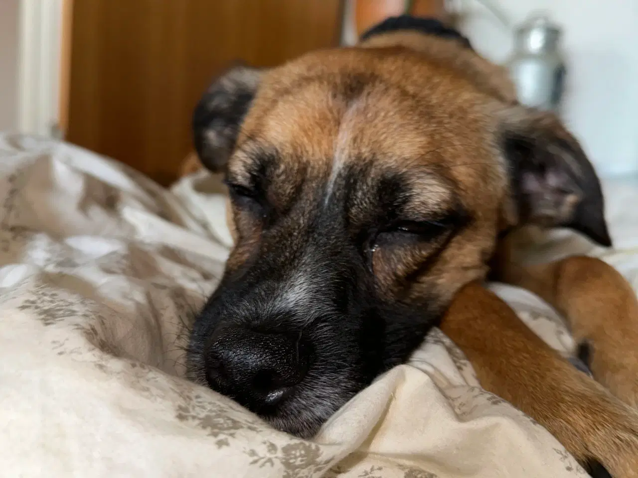 Billede 1 - Hund søger nyt hjem 