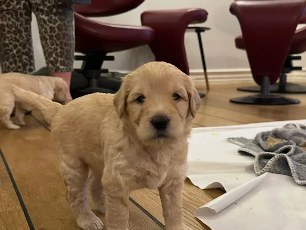 Billede 18 - Goldendoodle
