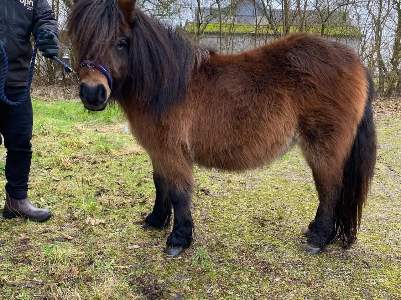 Billede 2 - Lækker shetlænder hoppe