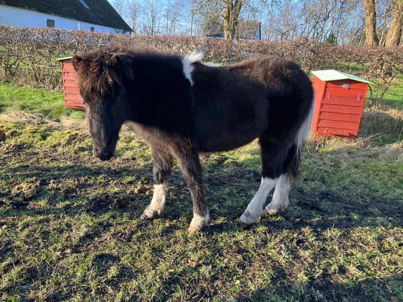 Billede 4 - 3 islænderføl fra 2025