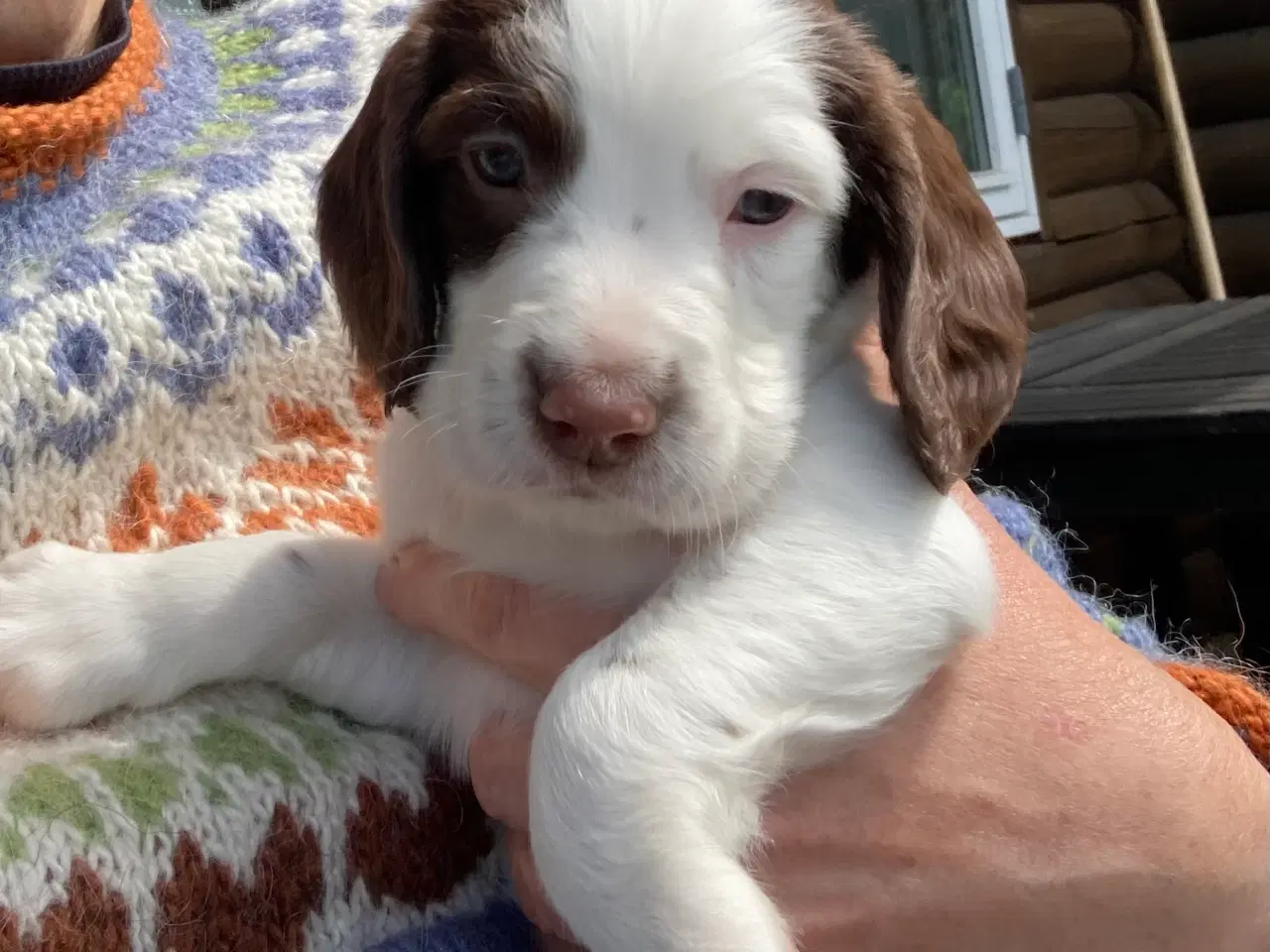 Billede 12 - Springer Spaniel🐶💙Klar til Nyt🏠Nu