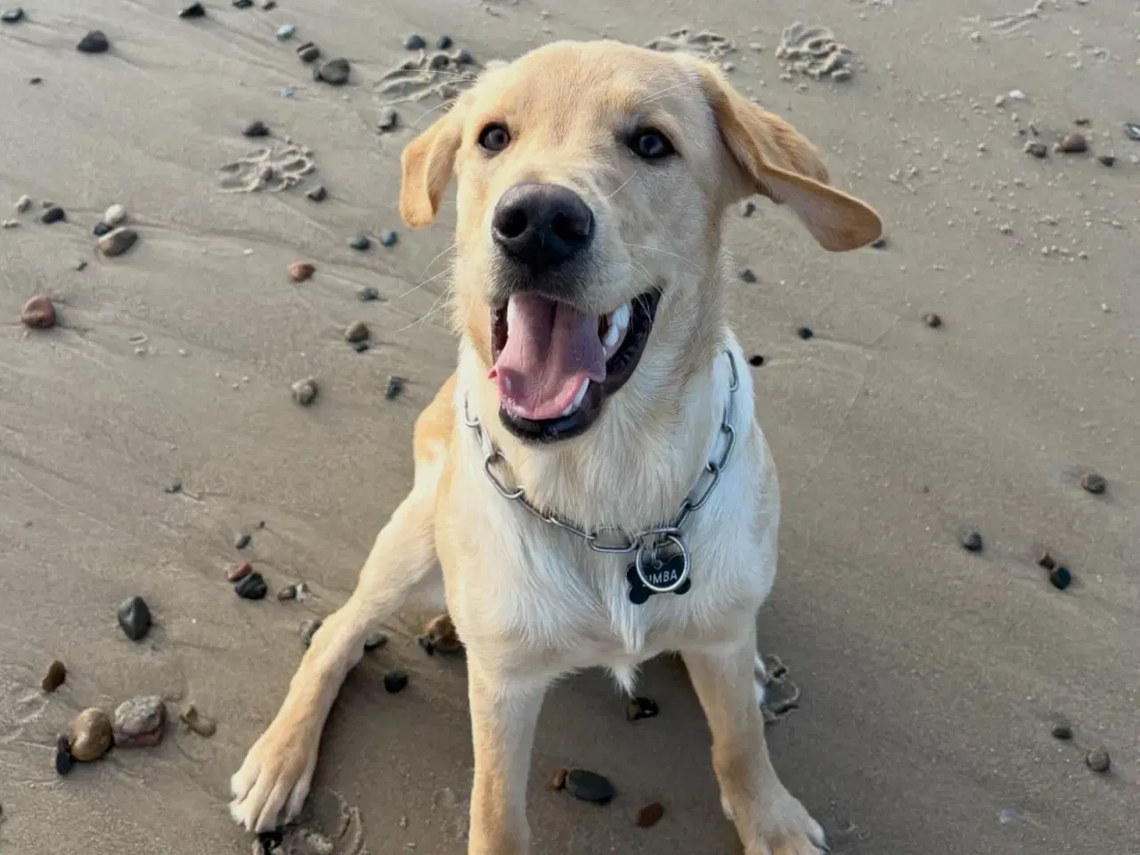 Billede 2 - Kærlig unghund søger nyt hjem