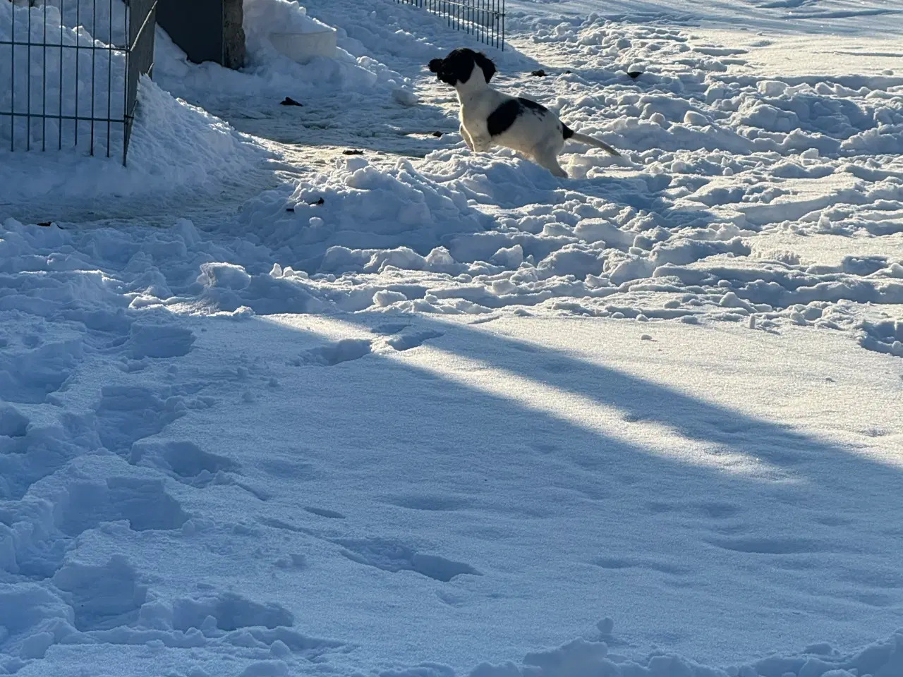 Billede 2 - Ft springer spaniel 