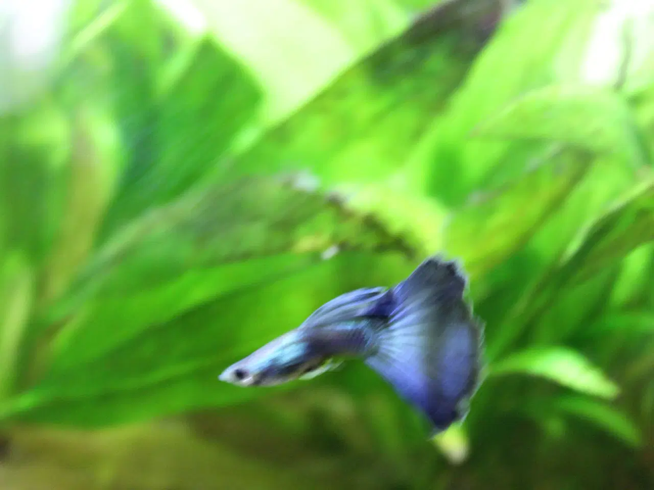 Billede 4 - Blue Moscow Guppy.