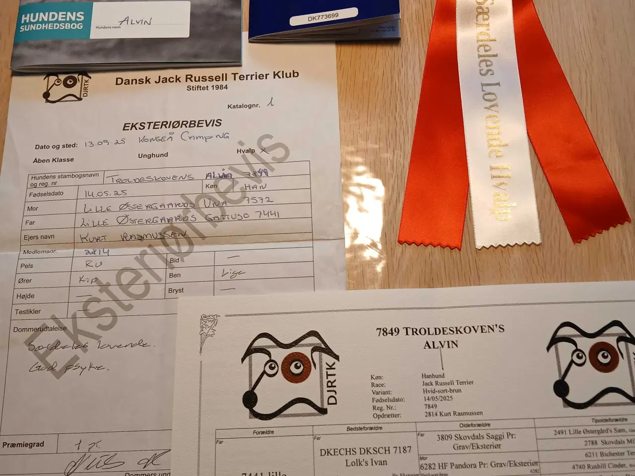 Billede 2 - Jack russel terriere 