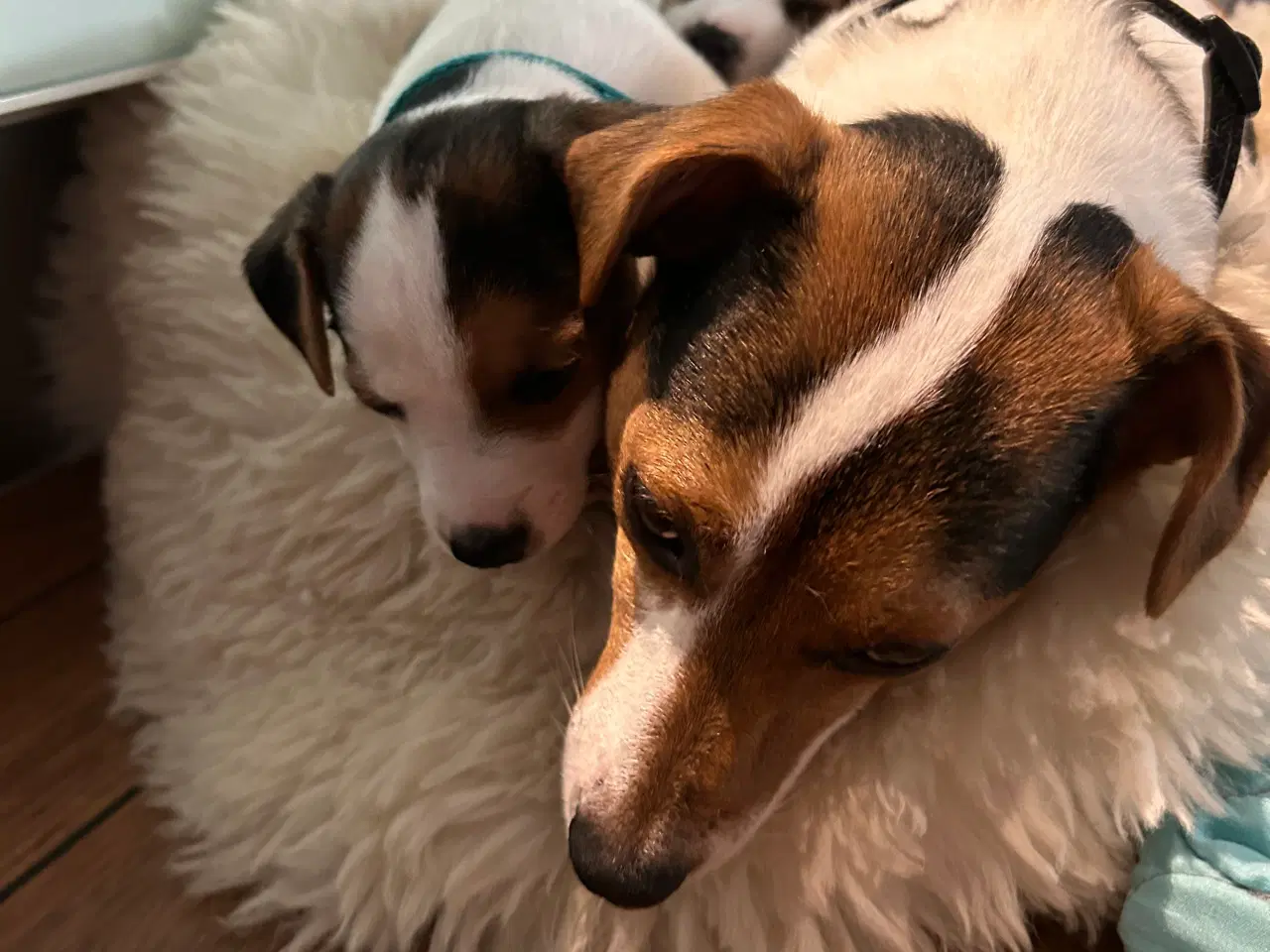 Billede 7 - Jack Russell hvalp