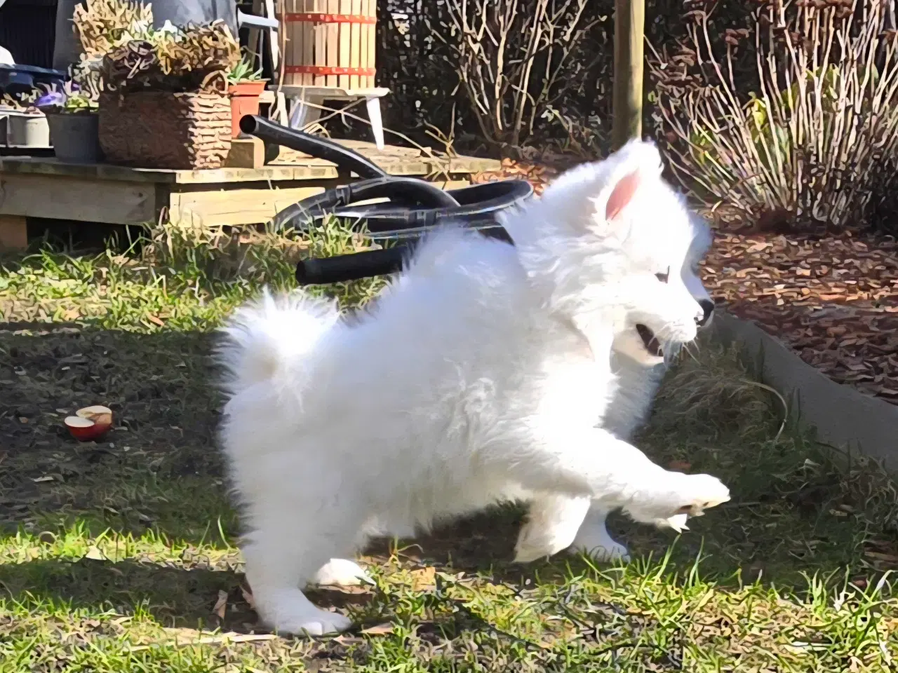 Billede 5 - Samojede hvalpe