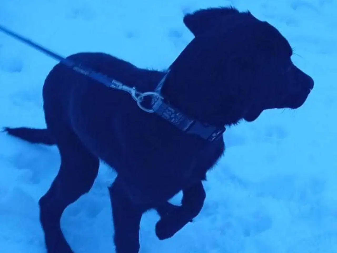 Billede 2 - Labrador Retriever 