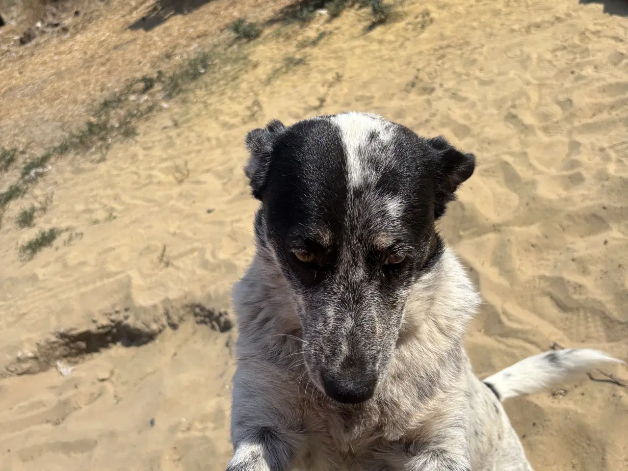 Billede 14 - Bella til adoption! 🩷