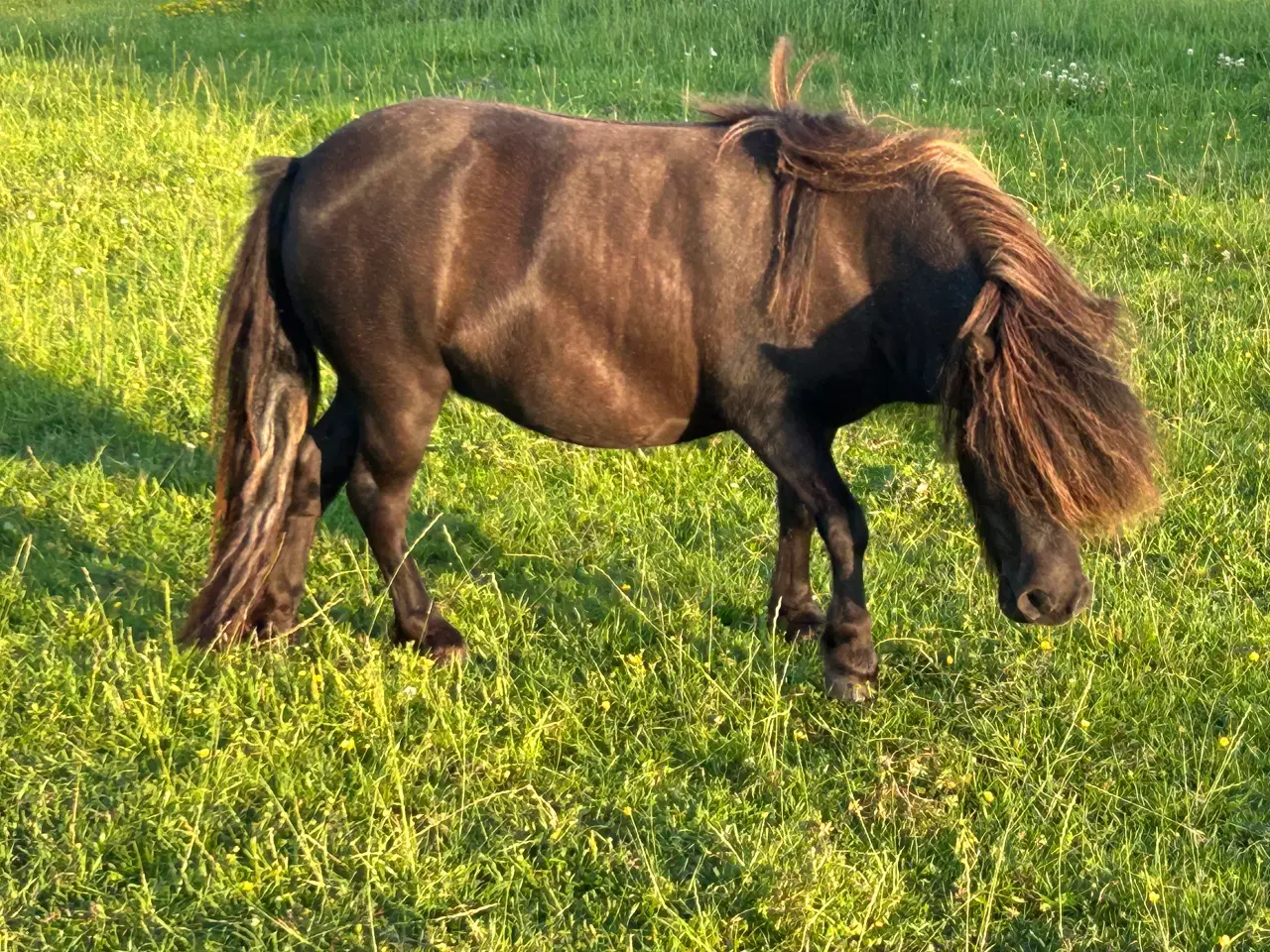 Billede 4 - Charmerende mini shetlænder hoppe 