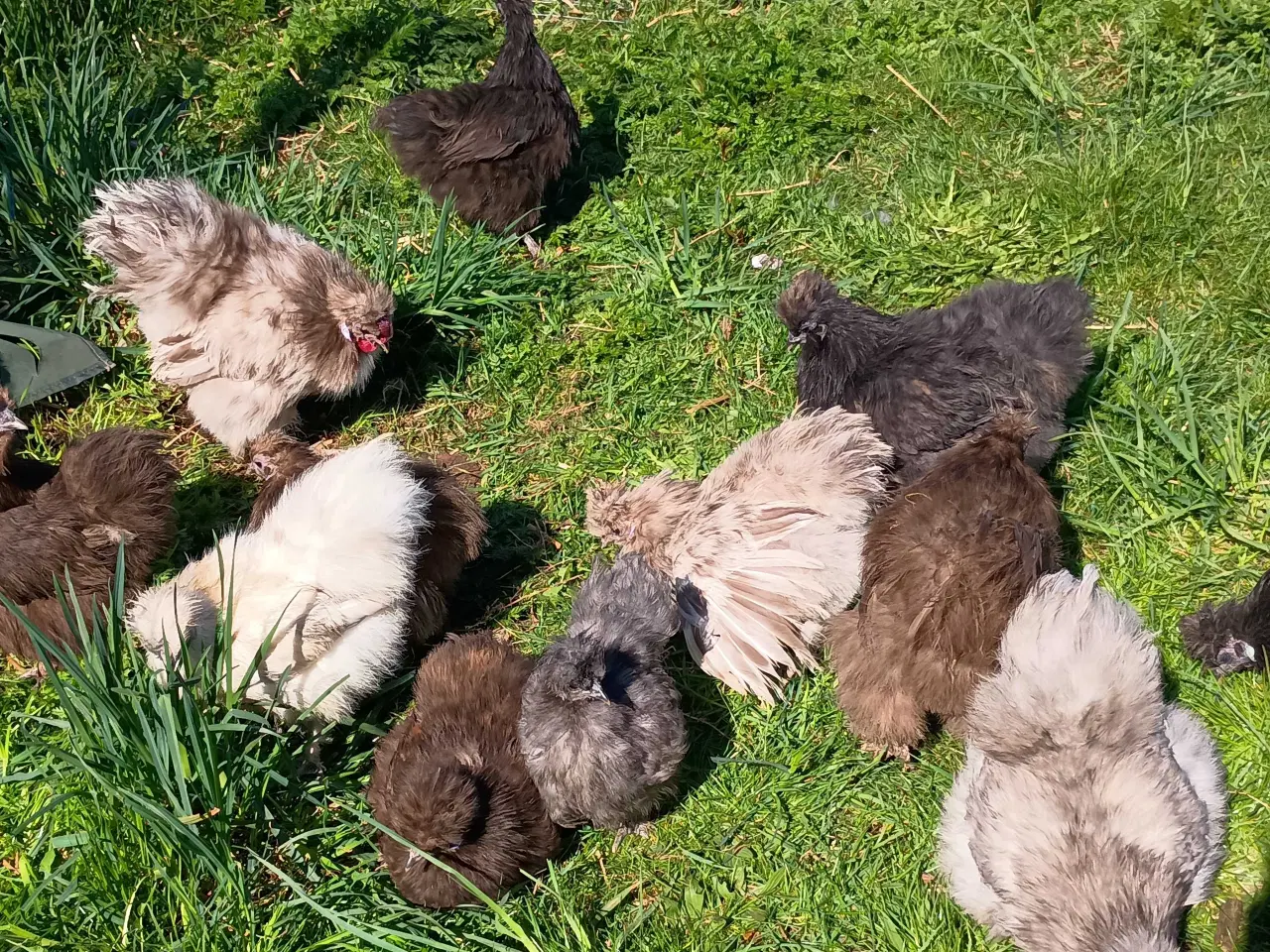Billede 1 - Dværg silkehøns høne-mor med kyllinger