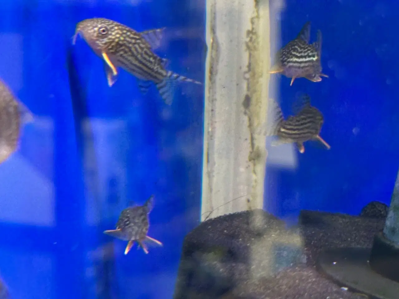 Billede 2 - Corydoras sterbai