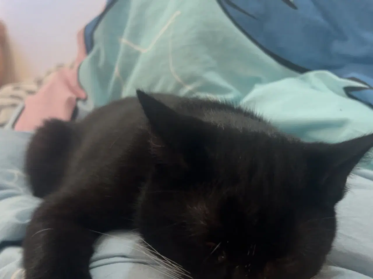 Billede 4 - Sød og kælen indekat 