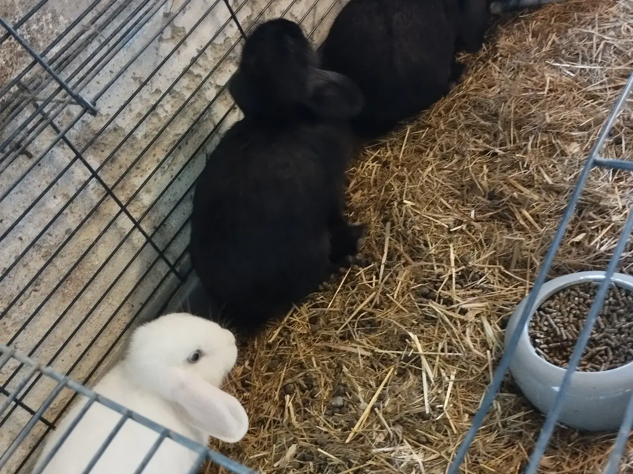 Billede 2 - 4 minilop drenge