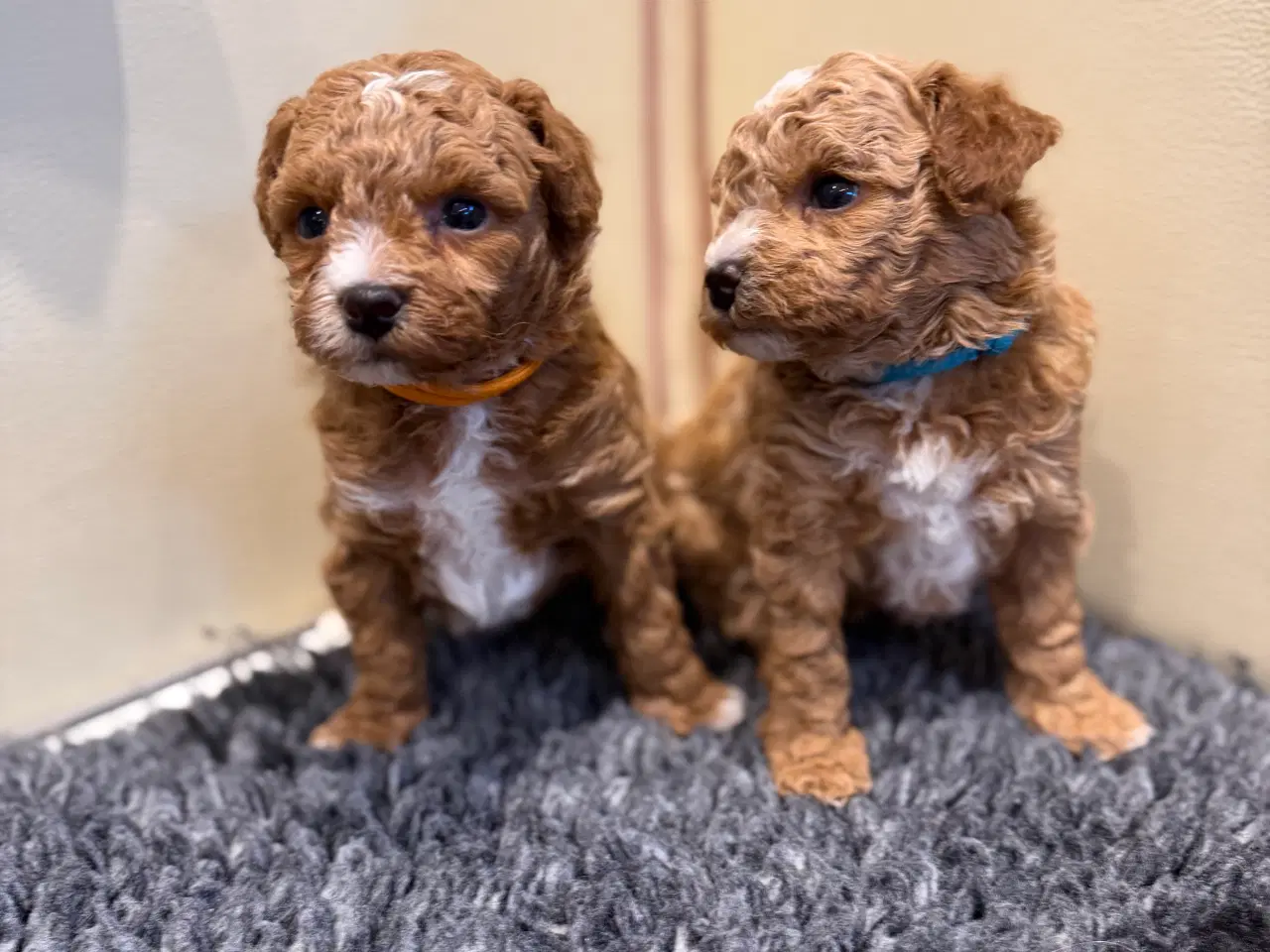 Billede 2 - Maltipoo