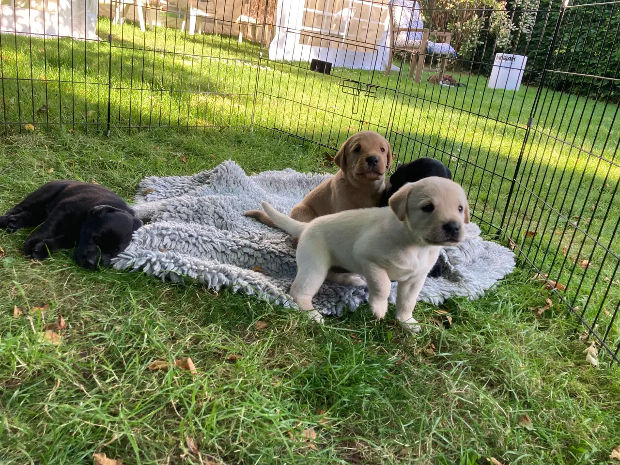 Billede 9 - Formel 1 labrador