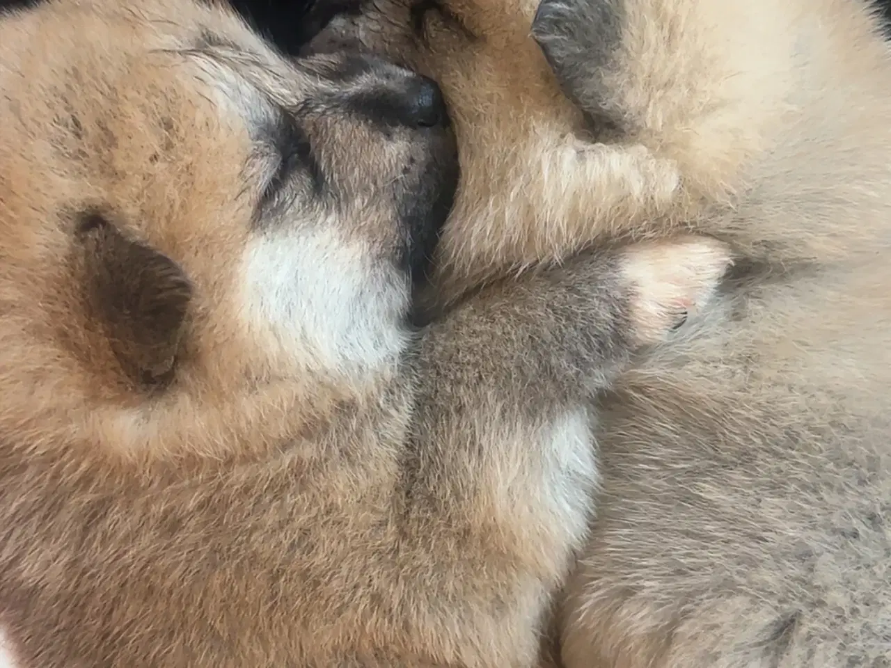 Billede 1 - Den perfekte blanding 🐾