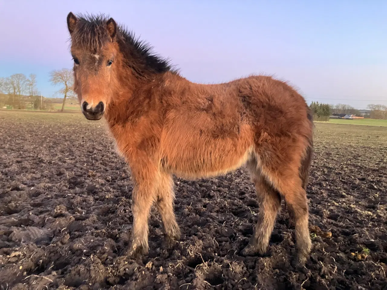 Billede 4 - Ponyføl, hingst