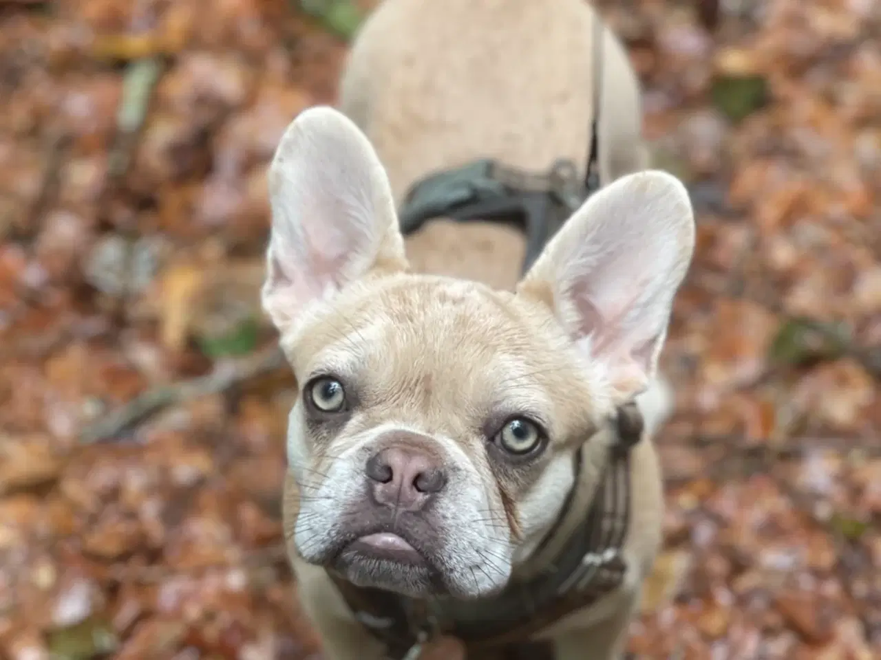 Billede 1 - Fransk bulldog tæve