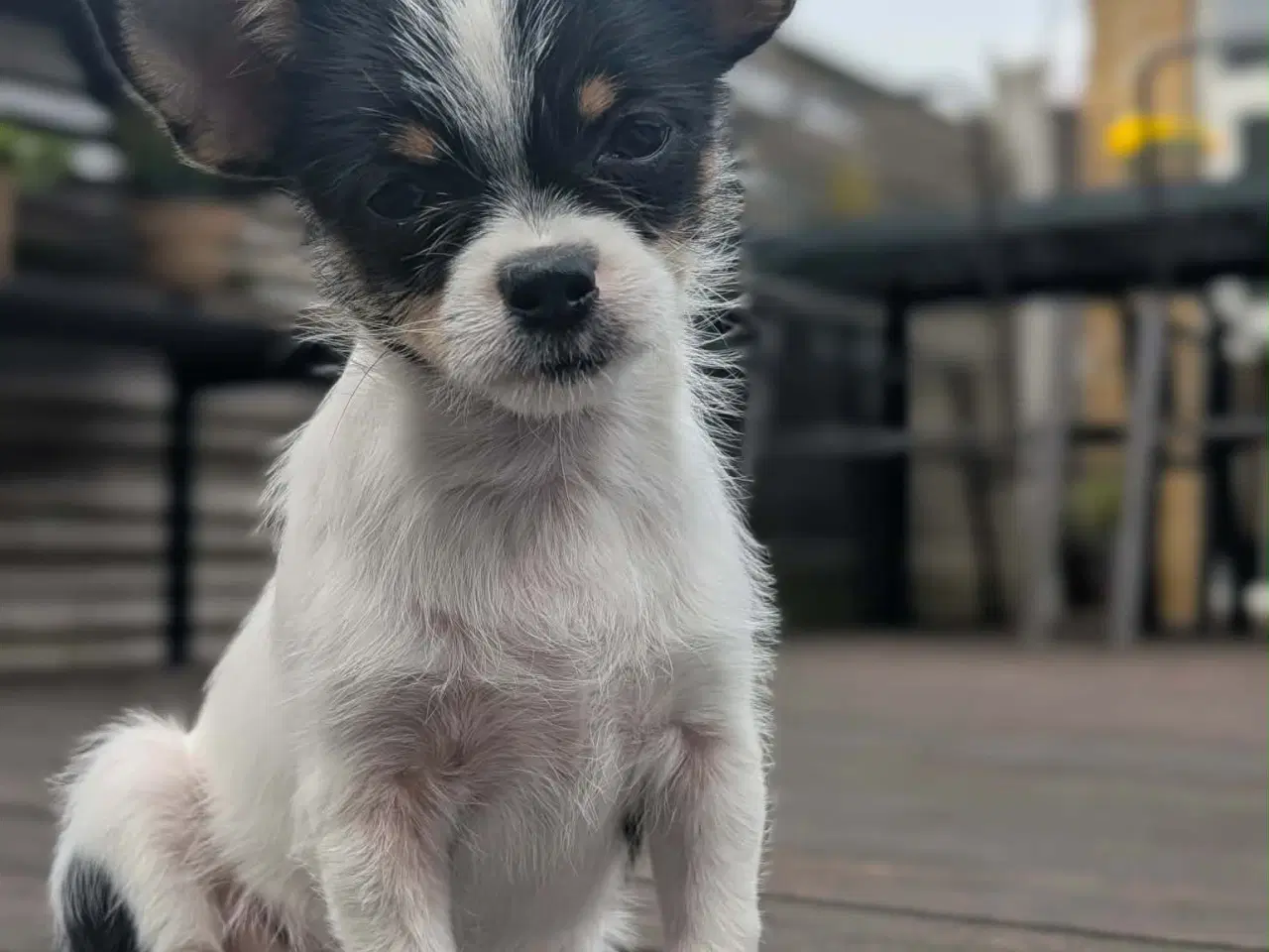 Billede 1 - Blandingshvalp (chihuahua/shih tzu)