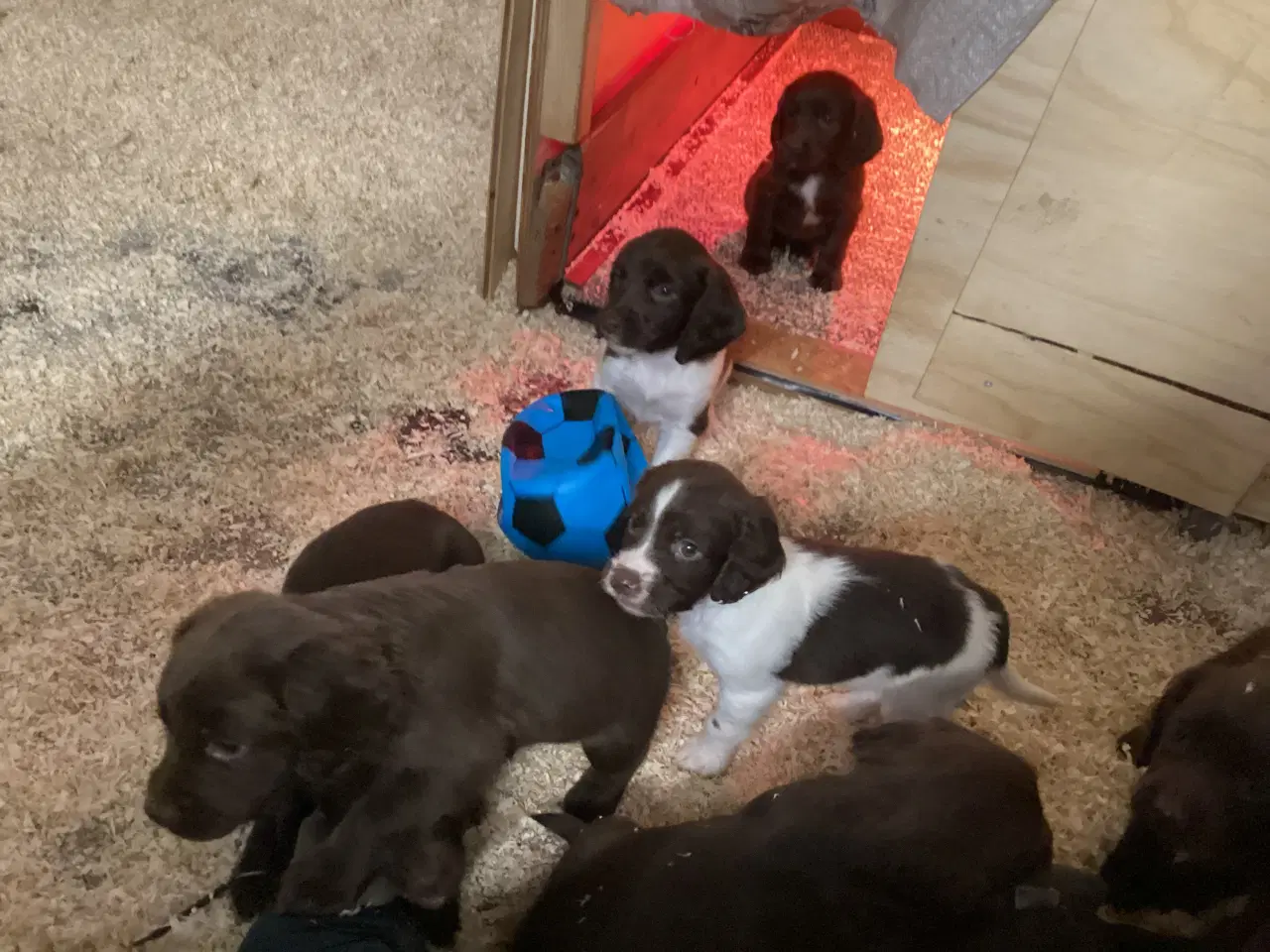 Billede 1 - FT springer/ Engelsk springer spaniel