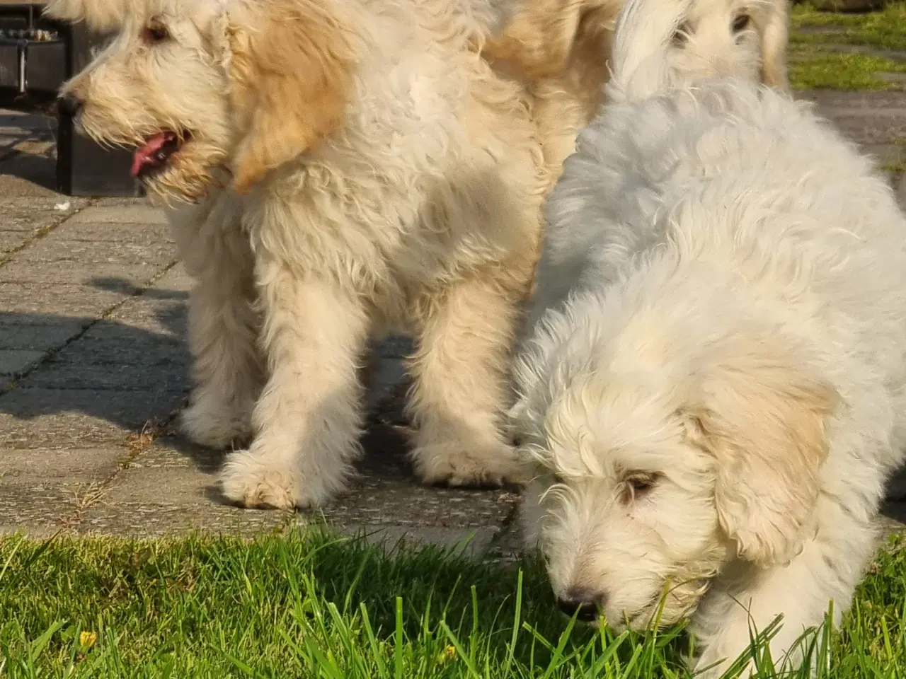 Billede 9 - skønheder Golden doodle hvalpe