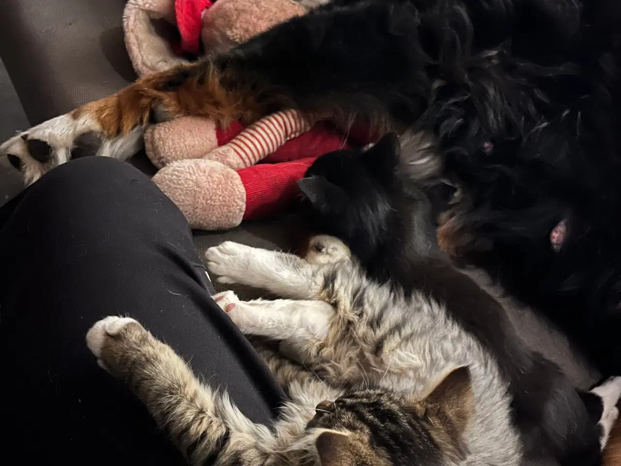 Billede 9 - Han-killing Maine Coon-blanding