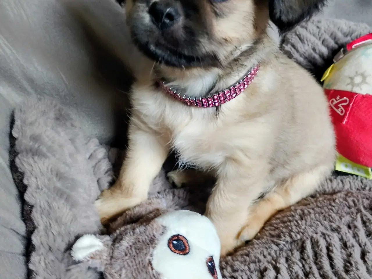 Billede 8 - Dejlige små race blandinge