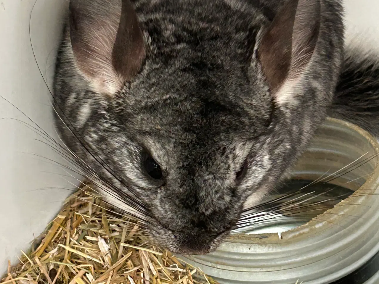 Billede 1 - 2 søde chinchilla drenge 