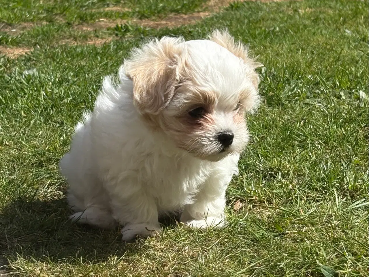 Billede 1 - Fin lille Boomer tæve shih tzu/malteser