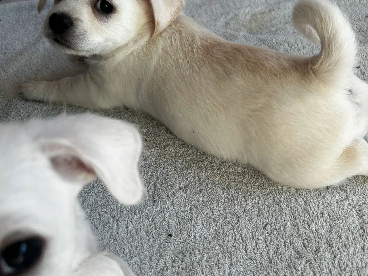 Billede 3 - Bichon frise/chihuahua/malteser hvalpe