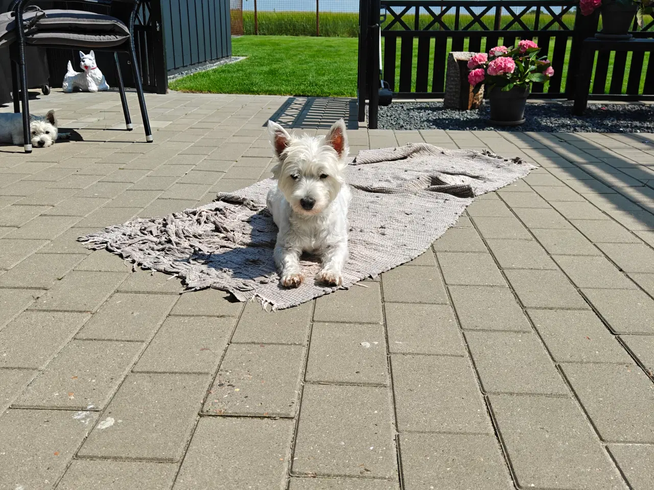 Billede 2 - Westie hvalpe 