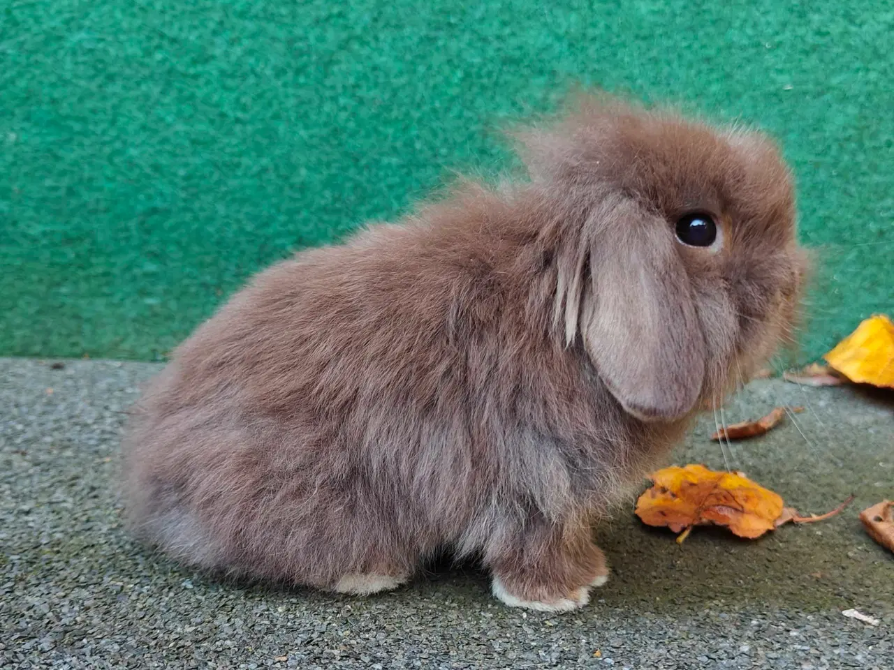 Billede 3 - Minilop/Lionlop