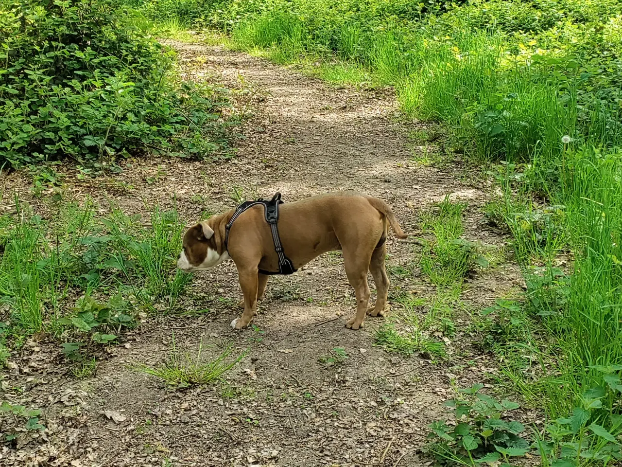 Billede 4 - Verdens bedste Watson 