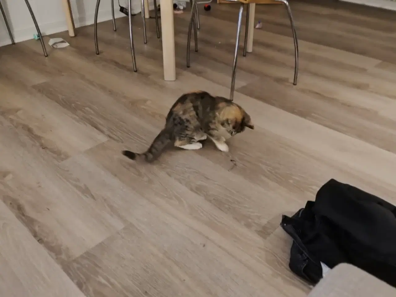 Billede 2 - Kat 