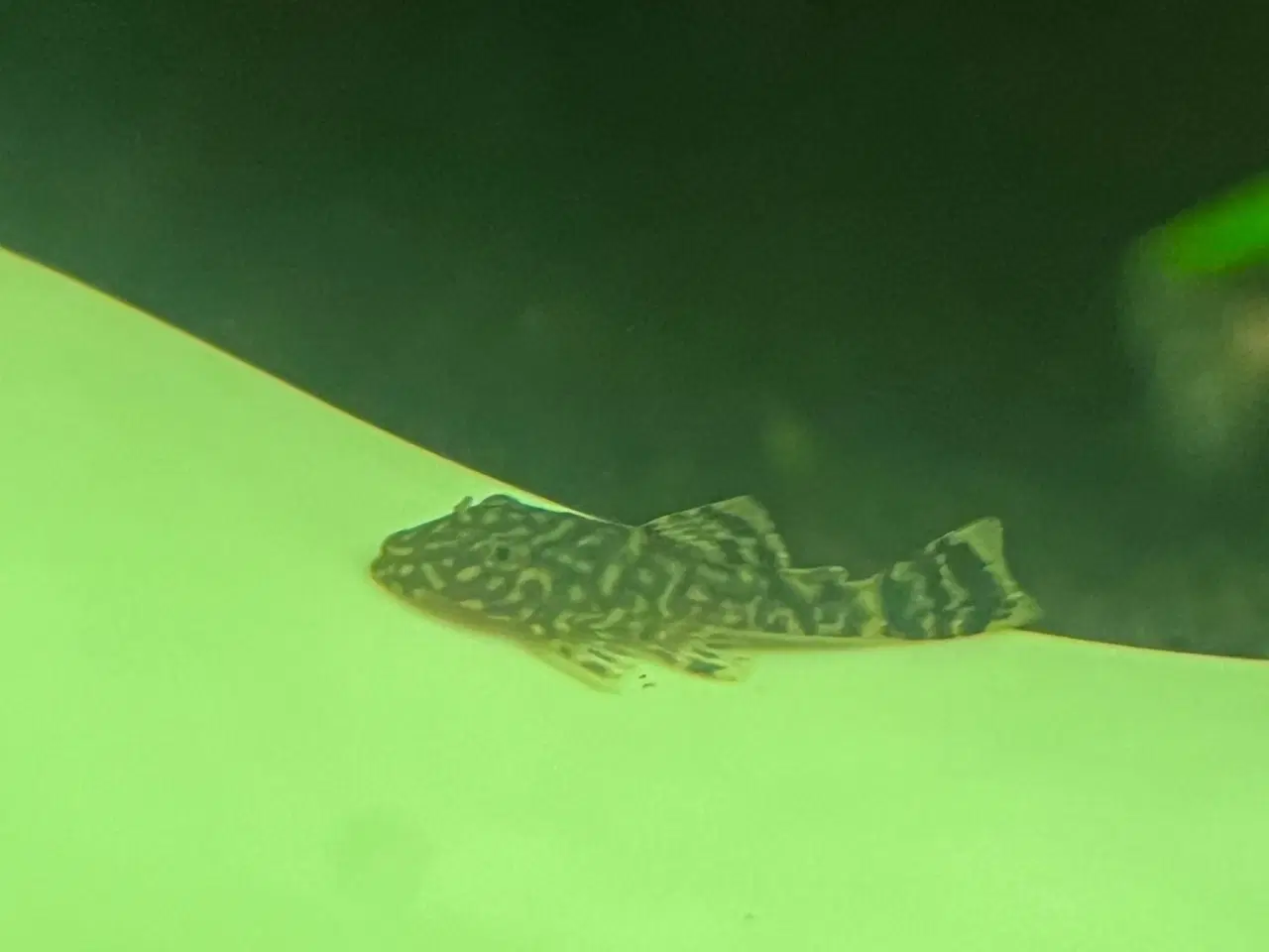 Billede 3 - Suge malle unger 