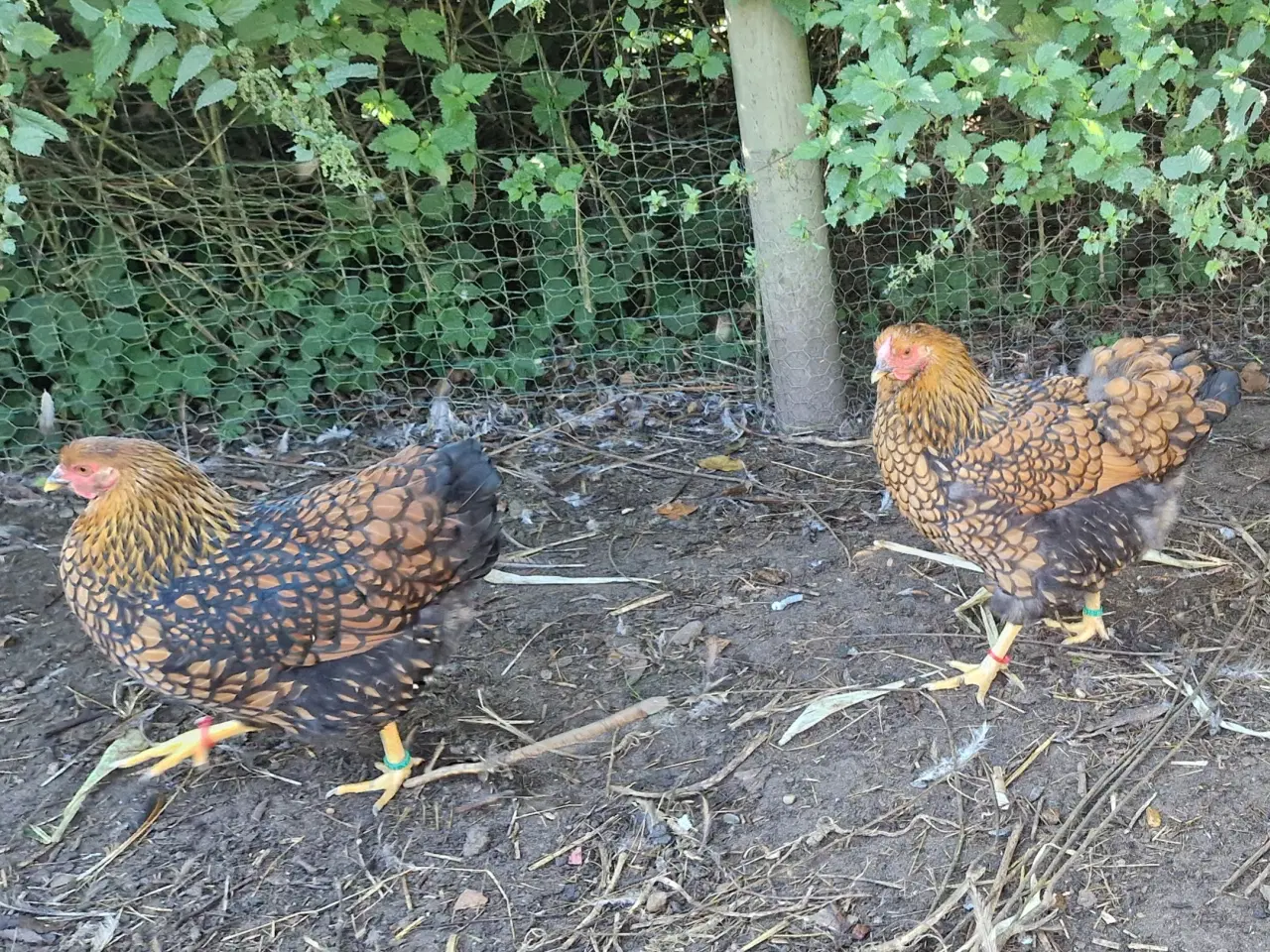 Billede 2 - Store wyandotter 