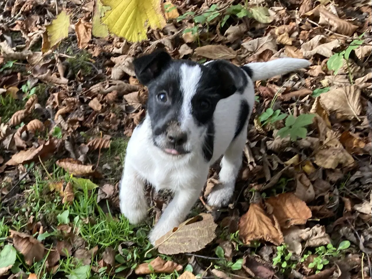 Billede 8 - Jack Russel hvalpe 