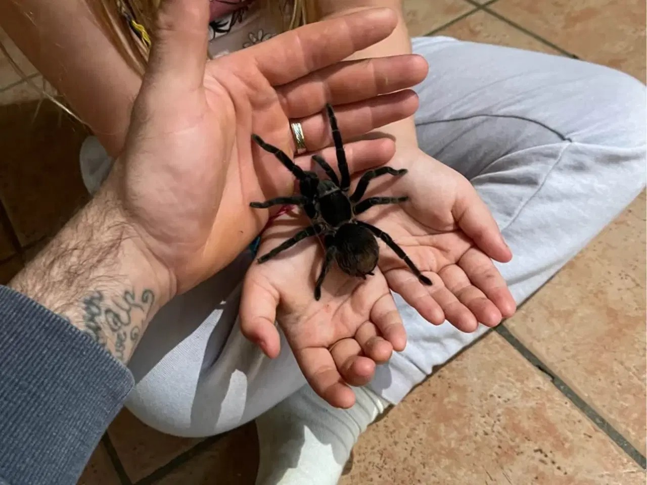 Billede 4 - exo terra + Brachypelma / Lasiodora parahybana