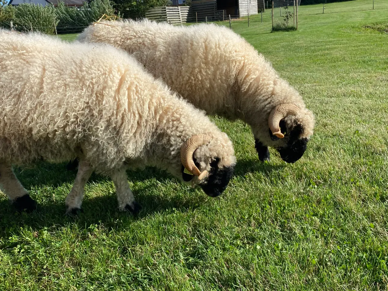 Billede 6 - Valaise Blacknose 