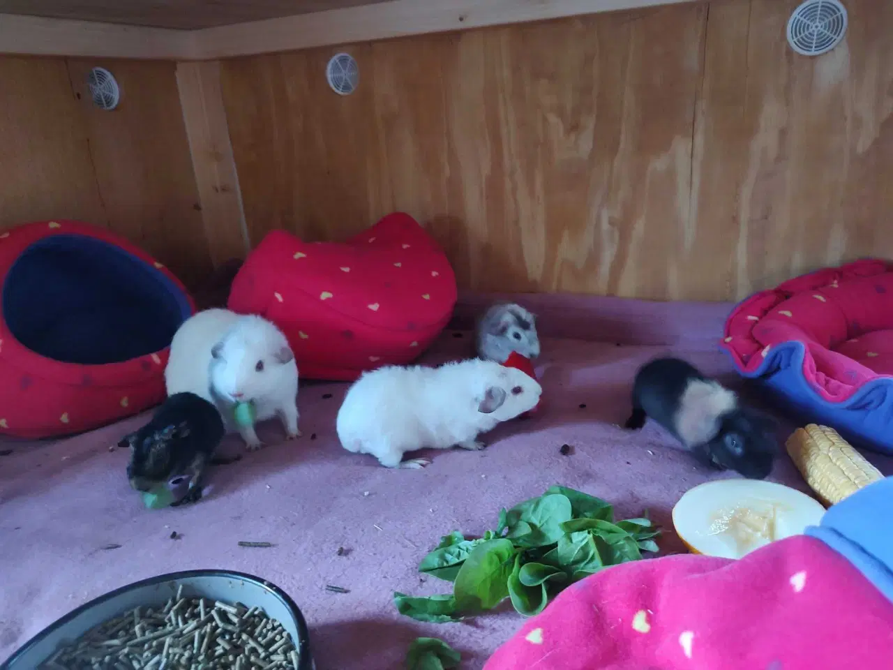 Billede 5 - Store marsvinebure på Sjælland & Jylland