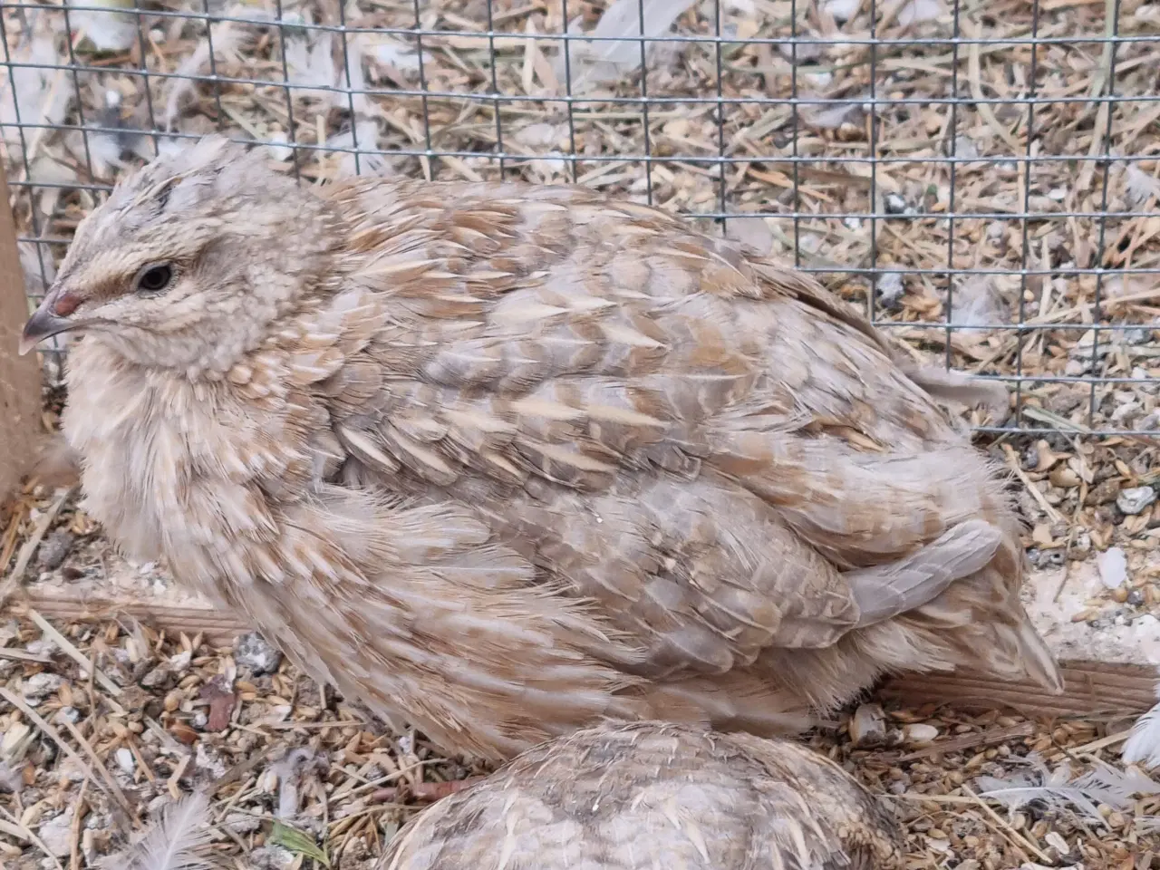 Billede 7 - Jumbo vagtler kokke 