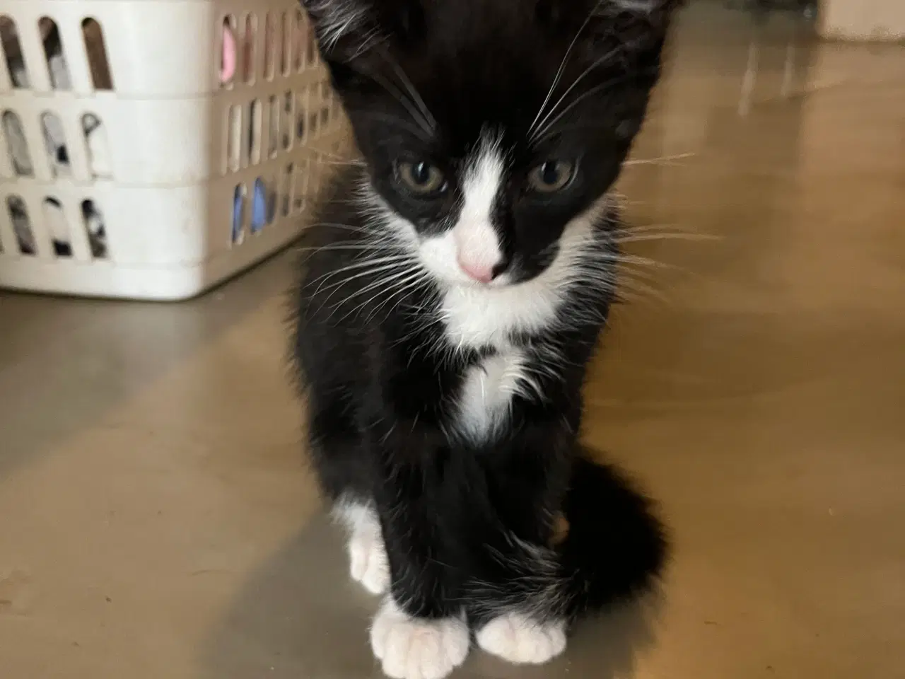 Billede 1 - 2 skønne brødre.