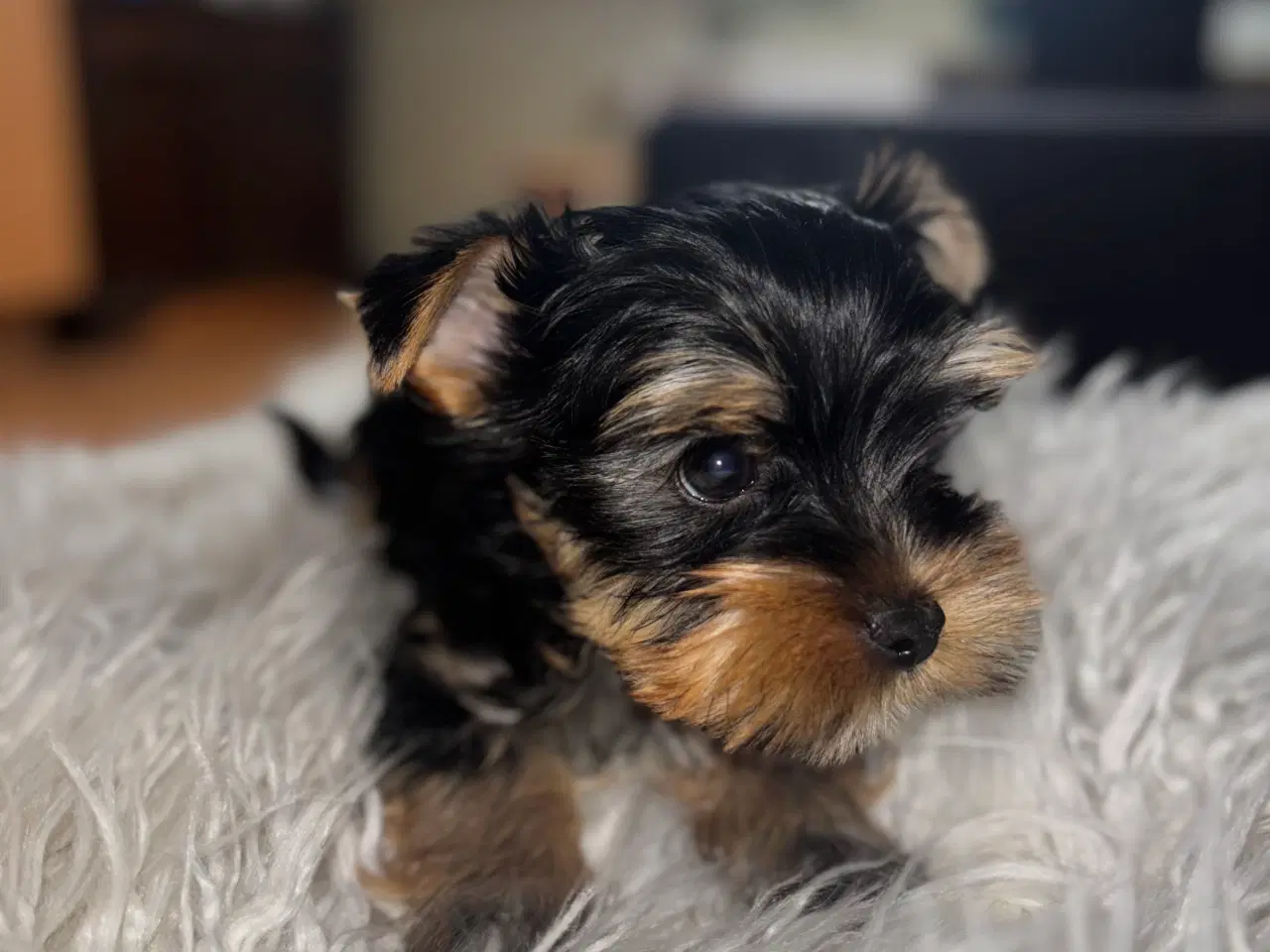Billede 2 - Yorkshire Terrier Hvalpe