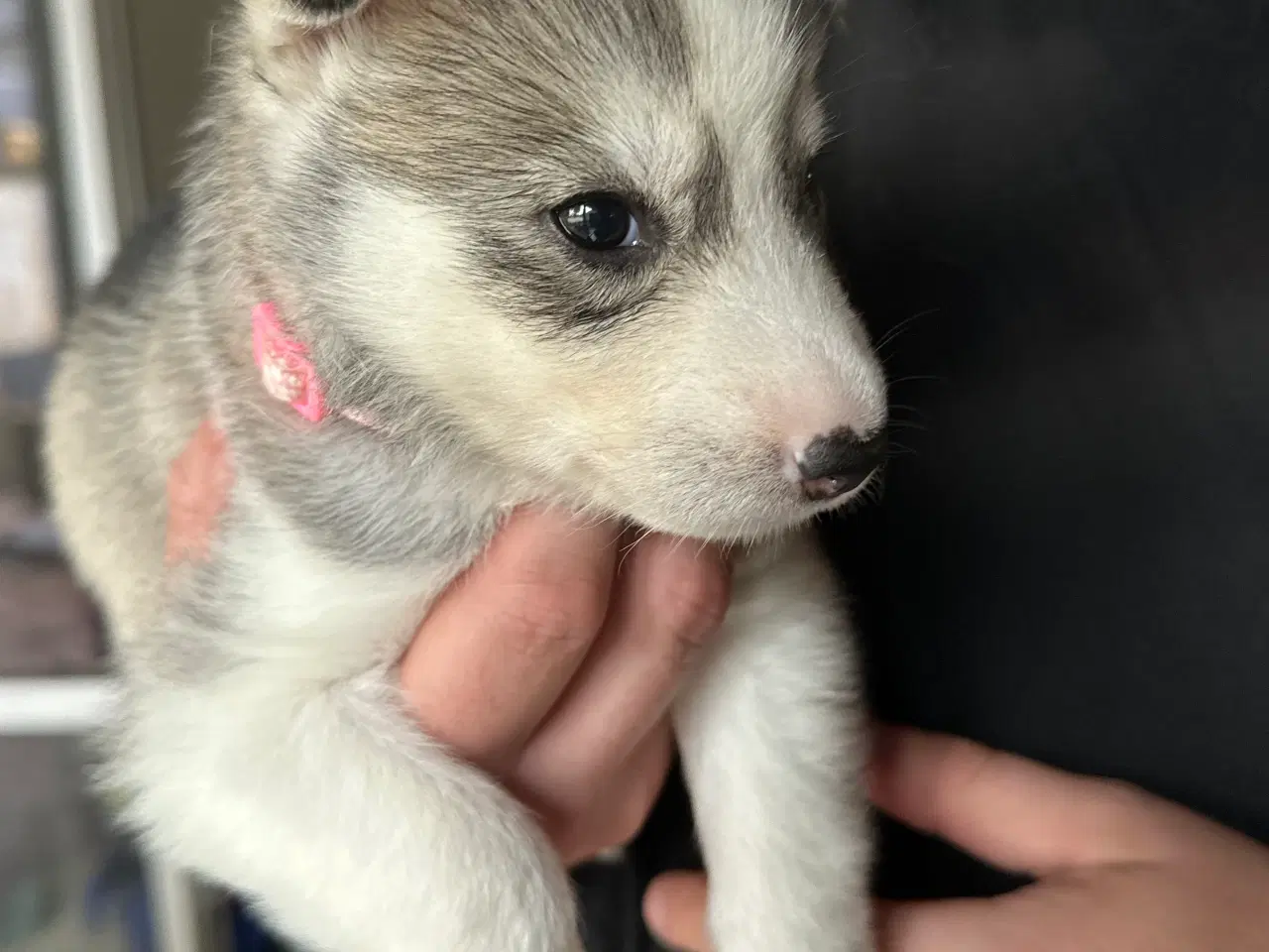 Billede 5 - Lækre husky hvalpe 😍