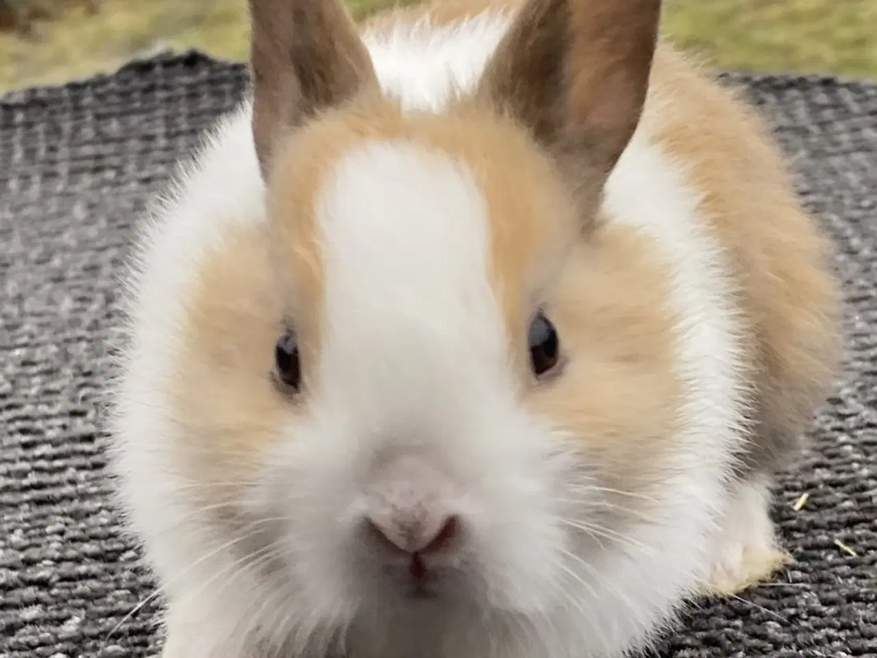 Billede 5 - HOLLÆNDER HUN MADAGSACAR